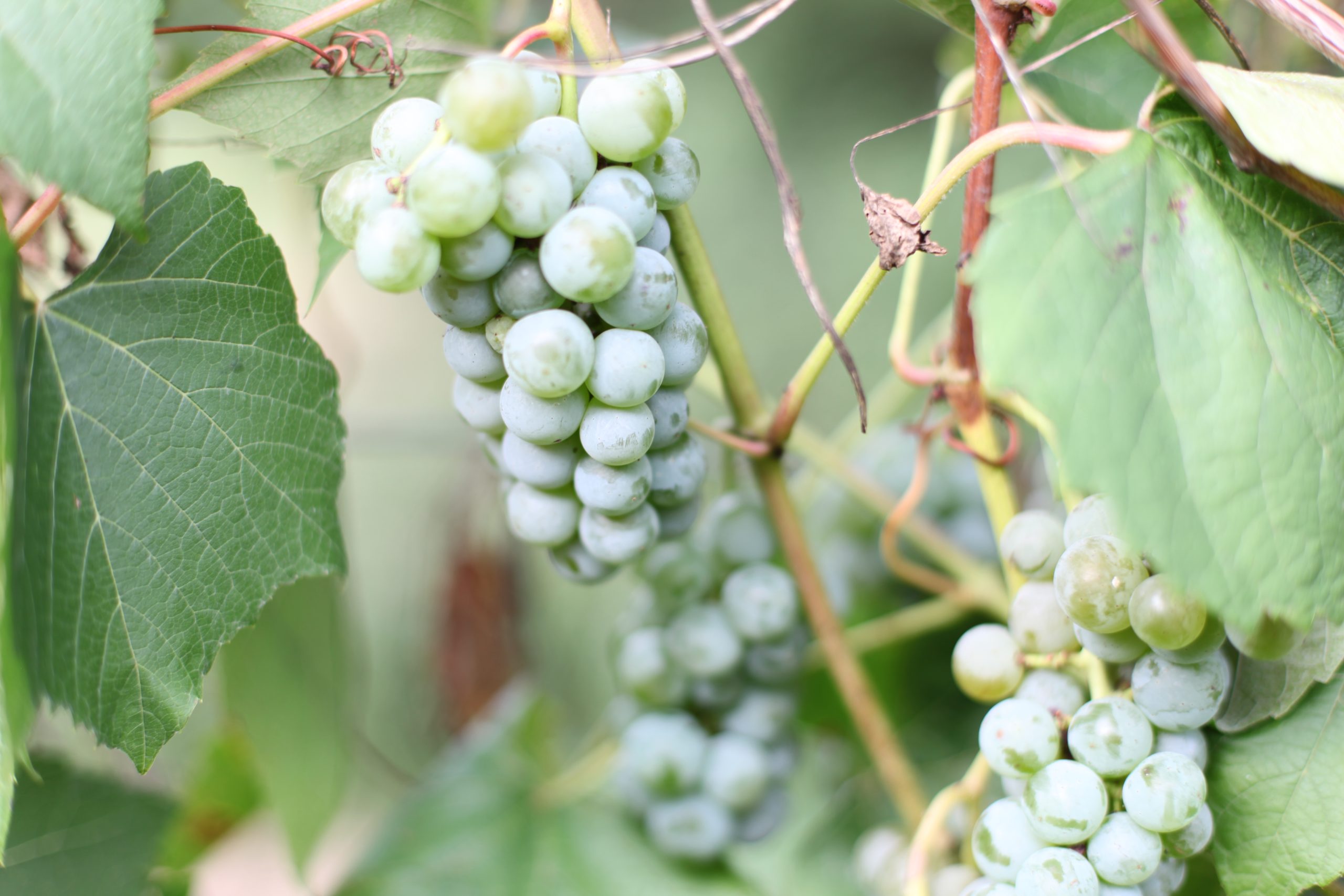 Vigne Noah – Image 2