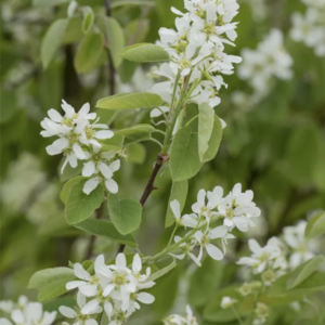 Amélanchier Honeywood
