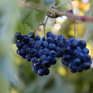 Vigne Baco Noir