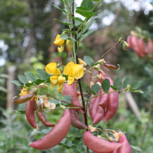Baguenaudier – Arbre à vessies