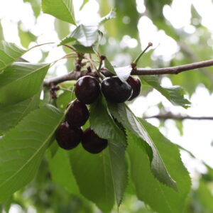 Bigarreau de Mai
