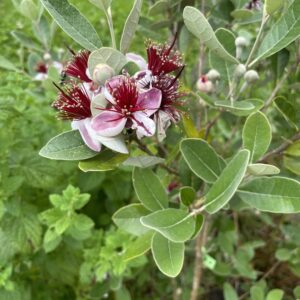 Feijoa / Goyave ananas