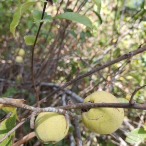 Cognassier du Japon – Fleurs blanches
