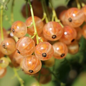 Groseillier à grappes – Gloire des Sablons