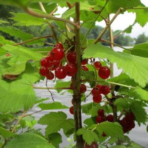Groseillier à grappes – Junifer