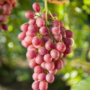 Vigne Katharina