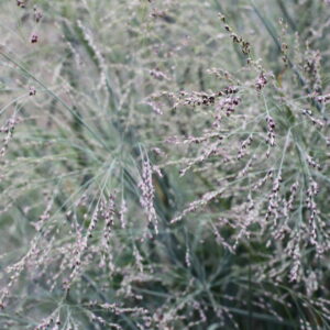 Panic élevé North Wind