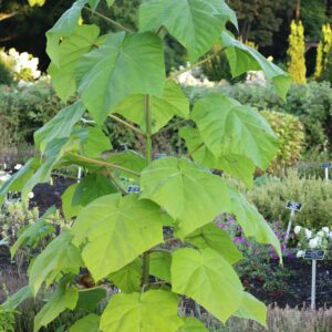 Paulownia impérial
