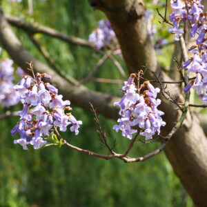 Paulownia impérial