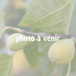 Figuier Dauphiné