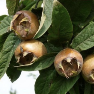 Néflier Apyrena
